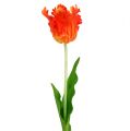 Floristik24 Tulipan oransje 70cm