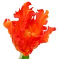 Floristik24 Tulipan oransje 70cm