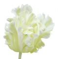 Floristik24 Kunstig hvit tulipan 70cm