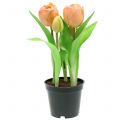Floristik24 Tulip Real-Touch fersken 23cm