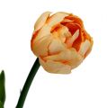Floristik24 Tulipanbukett aprikos 43cm