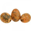 Vaktelegg Deco Blown Eggs Appelsin Aprikos 3cm 50p