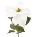 Floristik24 Kunstig hvit julestjerne, stor blomstrende grendekorasjon, 65 cm, 2 stk.
