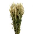 Floristik24 Hvetebunt naturlig deco-hvete 1 knippe 150g