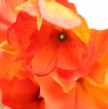 Floristik24 Søt ert kunstig blomst oransje, rød 75cm 3stk