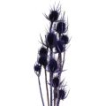 Floristik24 Wild Teasel Tørkede Blomster Teasel Thistles Lilla 55cm 10 hoder