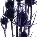 Wild Teasel Tørkede Blomster Teasel Thistles Lilla 55cm 10 hoder | Floristik24.no
