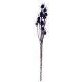 Wild Teasel Tørkede Blomster Teasel Thistles Lilla 55cm 10 hoder | Floristik24.no