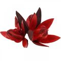 Floristik24 Villliljerød naturdekor tørkede blomster 6-8cm 50 stk