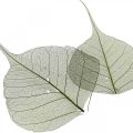 Floristik24 Pilblader skjelettisert mørkegrønn, naturlig dekorasjon, dekorative blader 200 stk