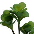 Floristik24 Kunstige planter ørkenkål grønn 25cm 3stk