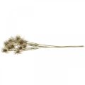 Floristik24 Xanthium kunstig blomst høstdekorasjon 6 blomster krem, brun 80cm 3stk