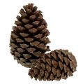 Floristik24 Kjegler Pinus Maritima 10cm - 15cm natur 3stk