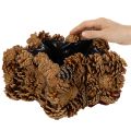 Kongleformet blomsterkasse, stjerneformet, 30 cm | Floristik24.no
