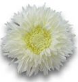 Floristik24 Chrysanthemum Teddy 63cm hvit