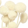 Craspedia tørkede trommestikker krem 45-55cm 20 stk | Floristik24.no