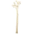 Craspedia tørkede trommestikker krem 45-55cm 20 stk | Floristik24.no