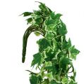 Floristik24 Ivy kleshengere kunstig grønn, krem 75cm