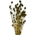 Floristik24 Tørket jordbærtisteldekorasjon, olivengrønn, Ø1–2 cm, L55 cm, 100 g