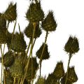 Tørket jordbærtisteldekorasjon, olivengrønn, Ø1–2 cm, L55 cm, 100 g | Floristik24.no