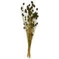 Tørket jordbærtisteldekorasjon, olivengrønn, Ø1–2 cm, L55 cm, 100 g | Floristik24.no
