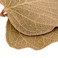 Tørkede blader Deco Moneta Dry Floristics Nature 200g