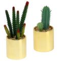 Floristik24 Kaktusgrønne i gylden gryte 12cm - 17cm 4stk