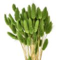 Floristik24 Kaninhalegress prydgress Lagurus olivengrønn L65cm 50g
