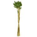 Kaninhalegress prydgress Lagurus olivengrønn L65cm 50g | Floristik24.no