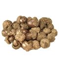 Floristik24 Gyldne høstfrukter, festlige høstdekorasjoner, naturlige dekorative eikenøtter, adventsdekorasjon Ø1,5 – 2,5 cm L1,5 – 3 cm 300 g
