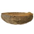 Kokosblomstkasse, naturlig, 20 cm, 5 stk. | Floristik24.no