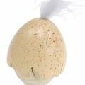 Floristik24 Kylling i eggeskallet hvit, fløte 6cm 6stk