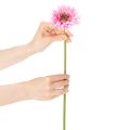 Kunstige gerberablomster til hagen, rosa, 47 cm, 6 stk. | Floristik24.no