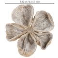 Landlotus Hvitvasket 6-12 cm 50 stk | Floristik24.no