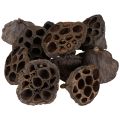Lotusløk liten 100 stk. naturlig | Floristik24.no