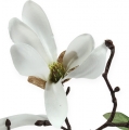 Floristik24 Dekorativ gren magnolia 40cm hvit 4stk