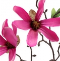 Floristik24 Magnolia gren rosa 45cm 4stk