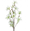 Floristik24 Magnolia gren lysegrønn 91cm