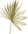 Floristik24 Palmspear Sun Natur Tørket palmeblad Naturdeko 30St