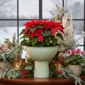 Skål med stativ for planter, dekorativ skål, 25 cm | Floristik24.no