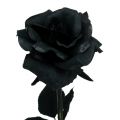 Floristik24 Rose Silke Blomst Svart 63cm