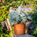 Plantekar patina dekorativt metall med kran H25/37/43cm sett med 3 stk | Floristik24.no